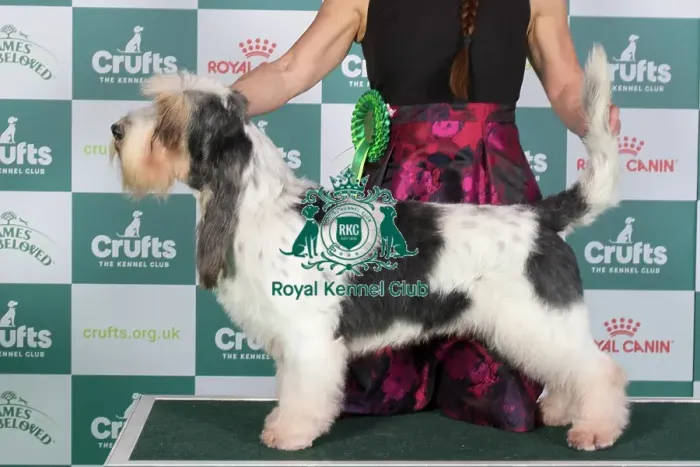 Framed Print : Crufts 2024 Best of Breed Stacked Basset Griffon Vendeen (Grand) Ch Forget-Me-Not V Tum-Tum's Vriendjes Owner: Mrs A N Huikeshoven