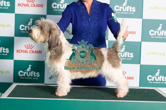 Framed Print : Crufts 2024 Best of Breed Stacked Basset Griffon Vendeen (Petit) Ch / am Ch M and M's Stellar Mayhem and Madness (Imp USA) Owners: Mrs E & Mrs D & Ms J Cadmore & Moore & Hayes