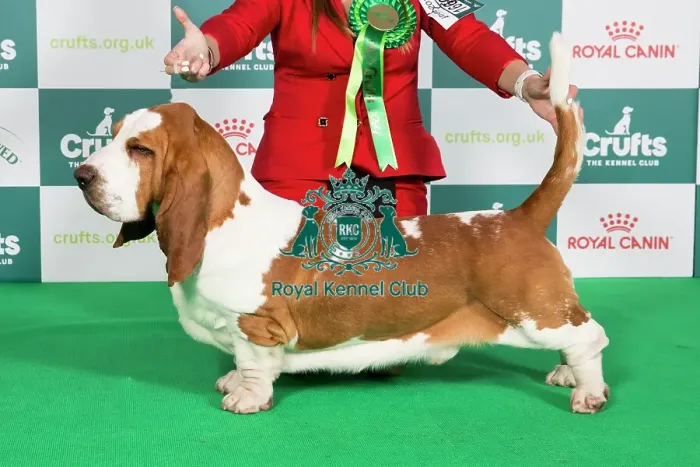Framed Print : Crufts 2024 Best of Breed Stacked Basset Hound 16600 - Armardio Blowin in The Wind (Mr J&p Balogh) Framed Print : Crufts 2024 Best of Breed Stacked Basset Hound 16600 - Armardio Blowin in The Wind (Mr J&p Balogh)