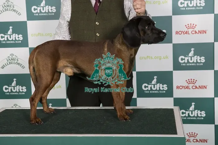 Framed Print : Crufts 2024 Best of Breed Stacked Bavarian Mountain Hound 16718 - Hugo Z Kolbachu (Mr D Cockett) Framed Print : Crufts 2024 Best of Breed Stacked Bavarian Mountain Hound 16718 - Hugo Z Kolbachu (Mr D Cockett)