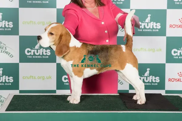 Crufts 2024 Best of Breed Stacked Beagle Ch Art Prints