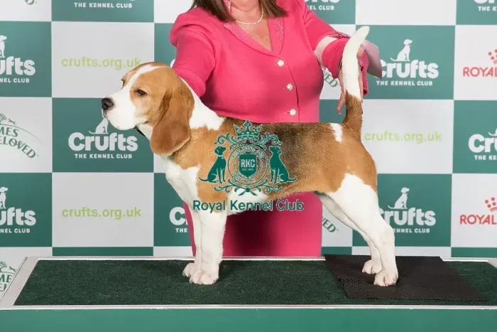 Framed Print : Crufts 2024 Best of Breed Stacked Beagle Ch Annavah Princess Tiana Owners: Miss L A & Mrs P J Havard Framed Print : Crufts 2024 Best of Breed Stacked Beagle Ch Annavah Princess Tiana Owners: Miss L A & Mrs P J Havard