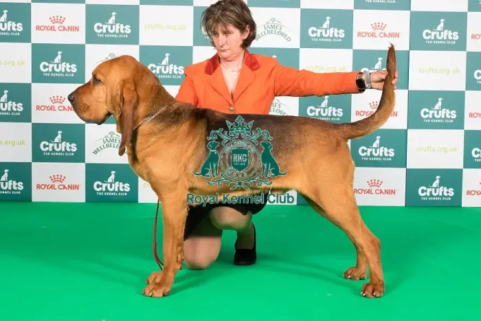 Framed Print : Crufts 2024 Best of Breed Stacked Bloodhound Ch Boru's Fifty Mission Cap at Farlap (Imp Can) Owner: Misss Clark