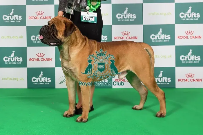 Framed Print : Crufts 2024 Best of Breed Stacked Bullmastiff 9877 - Ch Angel's Phoenix Ron Weasley Astonpride JW (Imp Ita) (Mr R & Mrs K & Miss F Aston & Aston & Pavesi) Framed Print : Crufts 2024 Best of Breed Stacked Bullmastiff 9877 - Ch Angel's Phoenix Ron Weasley Astonpride JW (Imp Ita) (Mr R & Mrs K & Miss F Aston & Aston & Pavesi)