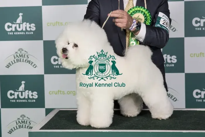 Framed Print : Crufts 2024 Best of Breed stacked Ch / am Ch Holdsway Lion King (imp) Owners: Mr M & Mr P & Mrs W Coad & Sanghoon Lee & Nam