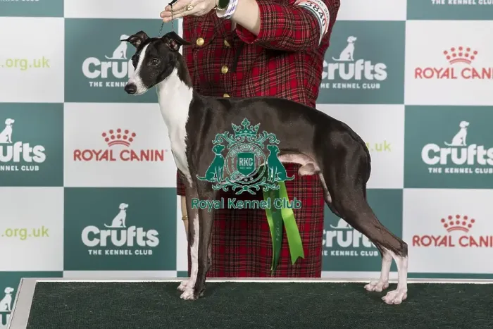Framed Print : Crufts 2024 Best of Breed stacked Am Ch / am Gchs Selah Chiaroscuro Owners: Miss Mm & Miss Os & Mrs Ds Persinger Framed Print : Crufts 2024 Best of Breed stacked Am Ch / am Gchs Selah Chiaroscuro Owners: Miss Mm & Miss Os & Mrs Ds Persinger