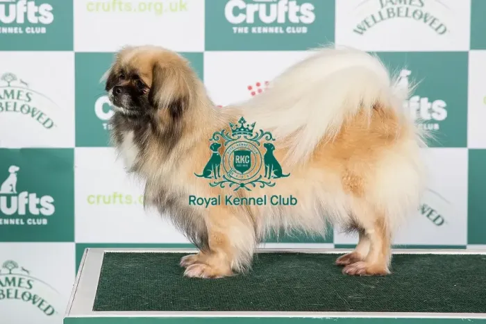 Framed Print : Crufts 2024 - Best of Breed Stacked Ch Castafiore Riddhima Owners: Mr A & Mr L Moran & Prouve Framed Print : Crufts 2024 - Best of Breed Stacked Ch Castafiore Riddhima Owners: Mr A & Mr L Moran & Prouve