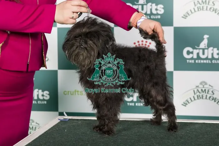 Framed Print : Crufts 2024 Best of Breed stacked Ch Coutureabull Mr Muison Owners: Mrs M E & Misss J Clifton-Plaice & Wildig