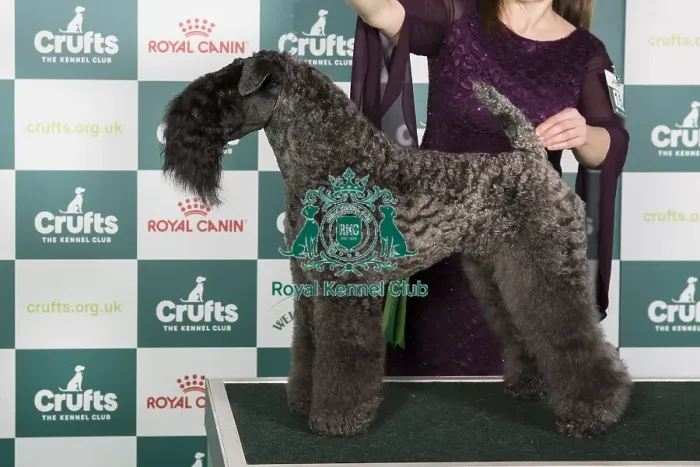Framed Print : Crufts 2024 Best of Breed Stacked Am Ch Cross The Rubicon Omen Owner: Dr Ns Kunze