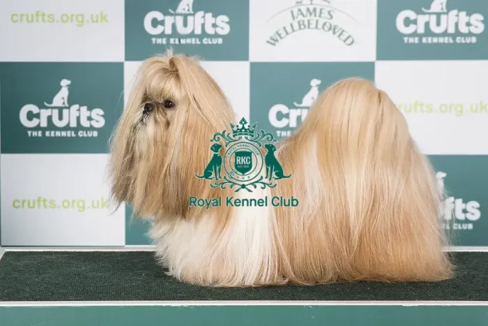 Framed Print : Crufts 2024 - Best of Breed Stacked Ch / dk / fin / no / se Ch Yung Lo's Always and Forever Owner: Mrs Sofi Palsson Framed Print : Crufts 2024 - Best of Breed Stacked Ch / dk / fin / no / se Ch Yung Lo's Always and Forever Owner: Mrs Sofi Palsson