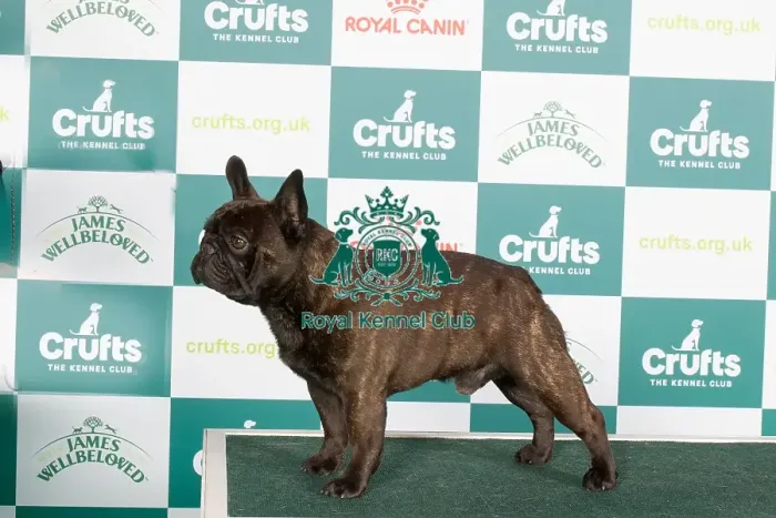 Framed Print : Crufts 2024 - Best of breed stacked Ch / esp Ch Chelmbull Rocket Man Ww Owners: Miss A & Mr D, Mr A & Mrs L Cund & Harrop Framed Print : Crufts 2024 - Best of breed stacked Ch / esp Ch Chelmbull Rocket Man Ww Owners: Miss A & Mr D, Mr A & Mrs L Cund & Harrop