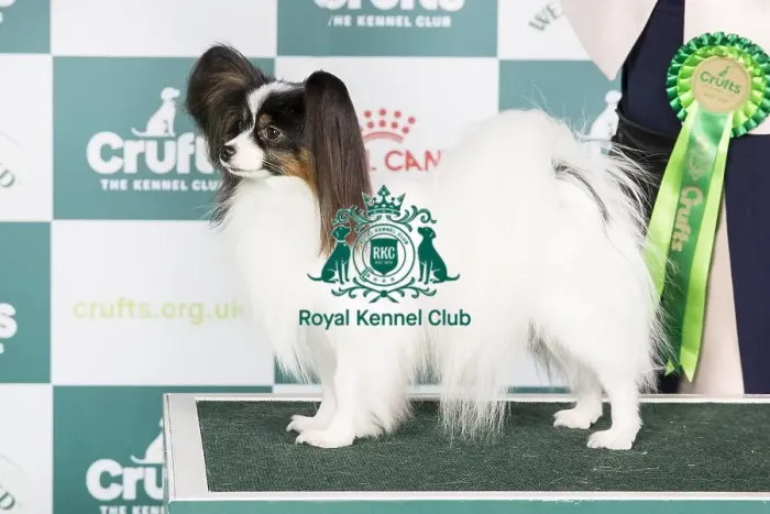 Framed Print : Crufts 2024 Best of Breed stacked Is Ch Fashion First High Priority Owner: Mrs A M Gudbergsdottir Framed Print : Crufts 2024 Best of Breed stacked Is Ch Fashion First High Priority Owner: Mrs A M Gudbergsdottir