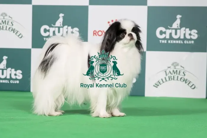 Framed Print : Crufts 2024 Best of Breed stacked Ch Harlouville Uptown Girl JW Owners: Mrs T & Mr A Quinn