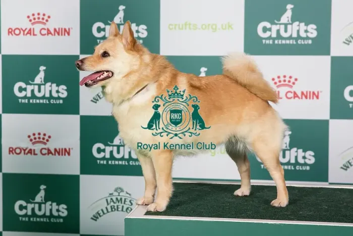 Framed Print : Crufts 2024 - Best of Breed Stacked Ch Komargo Going for Gold Owner: Miss J M Philpott Framed Print : Crufts 2024 - Best of Breed Stacked Ch Komargo Going for Gold Owner: Miss J M Philpott