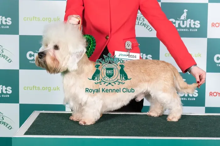 Framed Print : Crufts 2024 Best of Breed Stacked Ch Mishahda Mischief Managed Owner: Misss Butcher