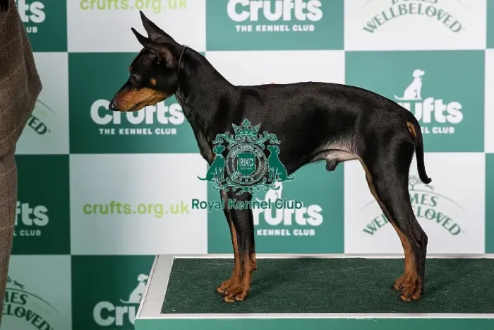 Framed Print : Crufts 2024 Best of Breed stacked Ch Nasabe Don't Tell Him Owner: Mr A Leonard