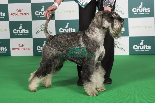 Miniature Schnauzer Utility Crufts Miniature Schnauzer Bred For