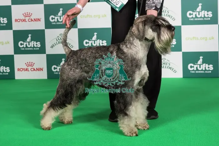 Framed Print : Crufts 2024 - Best of Breed Stacked Ch Odivane A Sharp Dressed Man Owner: Mr I Moore