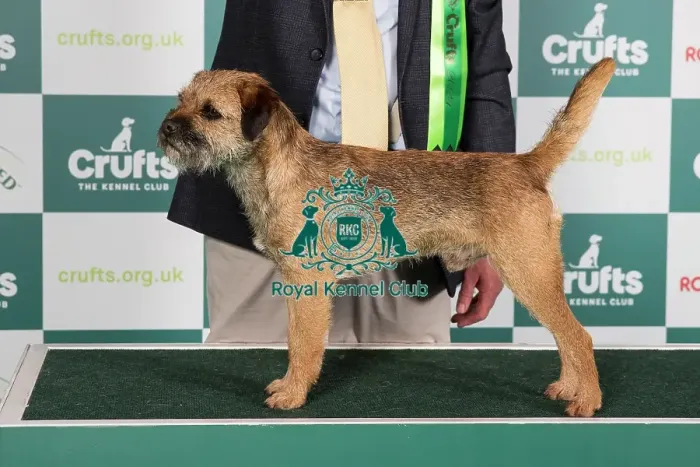 Framed Print : Crufts 2024 Best of Breed Stacked Ch Otterbobs Tolson Owners: Mr J R & Mrs H Gilpin