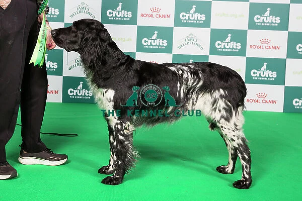 Crufts 2024 Best of Breed Stacked Ch Raycris The Temptress Owners: Mrs C & Dr R A W Ogle & Suchett-Kaye
