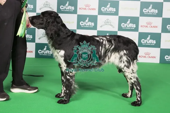 Framed Print : Crufts 2024 Best of Breed Stacked Ch Raycris The Temptress Owners: Mrs C & Dr R A W Ogle & Suchett-Kaye