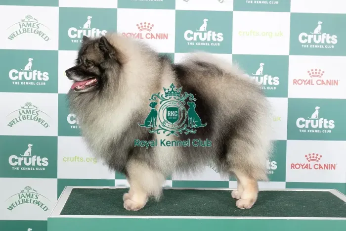 Framed Print : Crufts 2024 - Best of Breed Stacked Ch Skathki Just Got Wicked Owner: Miss C Bardsley