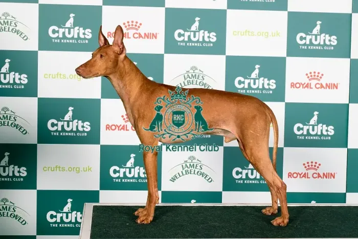 Framed Print : Crufts 2024 Best of Breed Stacked Cirneco dell'Etna Kinabula's Milano with Triquetra Owners: Mrs M L & Mrs D Farleigh & Mcdonnell Framed Print : Crufts 2024 Best of Breed Stacked Cirneco dell'Etna Kinabula's Milano with Triquetra Owners: Mrs M L & Mrs D Farleigh & Mcdonnell