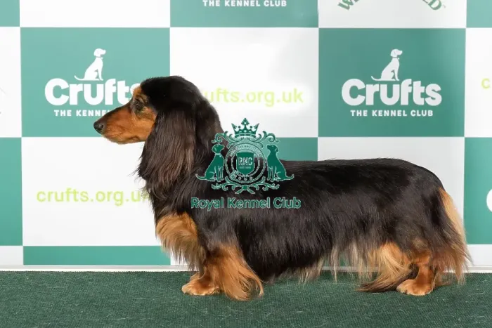 Framed Print : Crufts 2024 Best of Breed Stacked Dachshund (Miniature Long Haired) Darsoms Zparkle Owners: Mr G & Mrs F Larkin Framed Print : Crufts 2024 Best of Breed Stacked Dachshund (Miniature Long Haired) Darsoms Zparkle Owners: Mr G & Mrs F Larkin