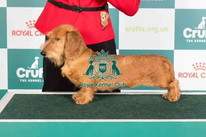 Framed Print : Crufts 2024 Best of Breed Stacked Dachshund (Miniature Wire Haired) Esp / pt / hun Ch Almarxils Tuatara Ww20 / 21 / 22 / 23 Owner: Mr Noel Garrigos Mateo Framed Print : Crufts 2024 Best of Breed Stacked Dachshund (Miniature Wire Haired) Esp / pt / hun Ch Almarxils Tuatara Ww20 / 21 / 22 / 23 Owner: Mr Noel Garrigos Mateo