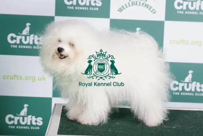 Framed Print : Crufts 2024 Best of Breed stacked Enjanicka Toscana Mio Caro Owner: Mrs J Towers