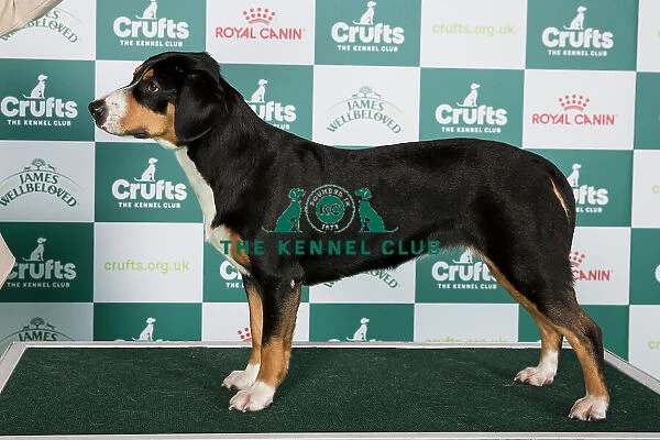 Crufts 2024 Best of Breed Stacked Entlebucher Mountain Dog AV Import 11433 - Cze Ch Annie Felix Z Majoveho Domu (Mr Tomas Kostrhun)