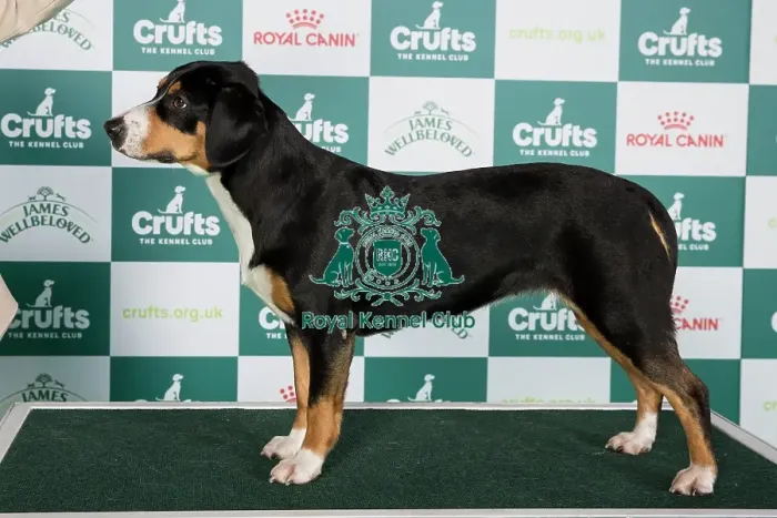 Framed Print : Crufts 2024 Best of Breed Stacked Entlebucher Mountain Dog AV Import 11433 - Cze Ch Annie Felix Z Majoveho Domu (Mr Tomas Kostrhun) Framed Print : Crufts 2024 Best of Breed Stacked Entlebucher Mountain Dog AV Import 11433 - Cze Ch Annie Felix Z Majoveho Domu (Mr Tomas Kostrhun)