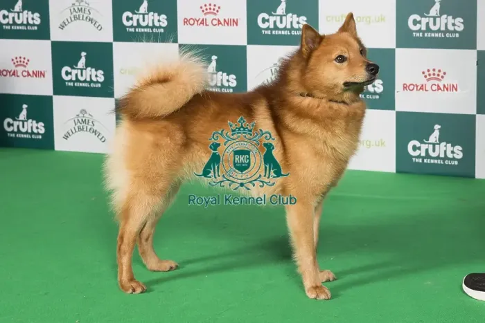Framed Print : Crufts 2024 Best of Breed Stacked Finnish Spitz Ch Enkelini Hopeinen Ukkonen Owner: Miss A C Rolfe Framed Print : Crufts 2024 Best of Breed Stacked Finnish Spitz Ch Enkelini Hopeinen Ukkonen Owner: Miss A C Rolfe