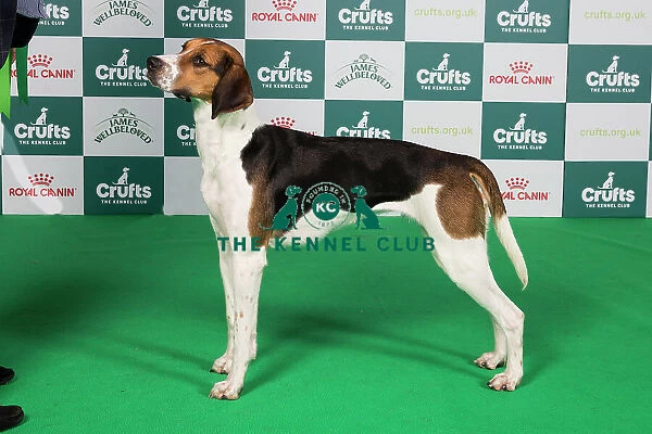 Crufts 2024 Best of Breed Stacked Foxhound Lady Roxburgh of Liscia Owner: Mrs H Waugh