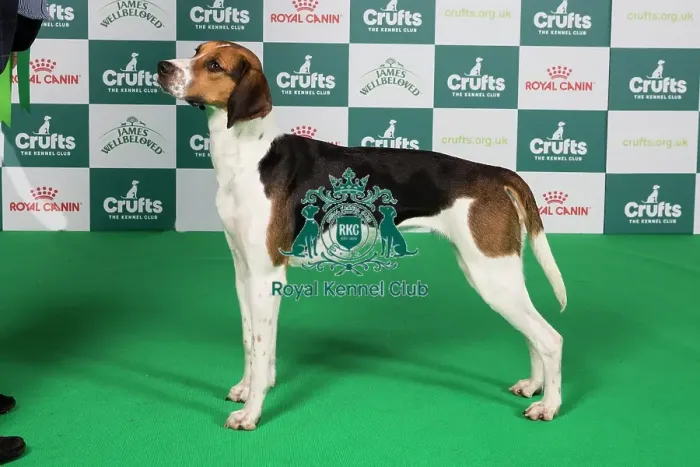 Framed Print : Crufts 2024 Best of Breed Stacked Foxhound Lady Roxburgh of Liscia Owner: Mrs H Waugh