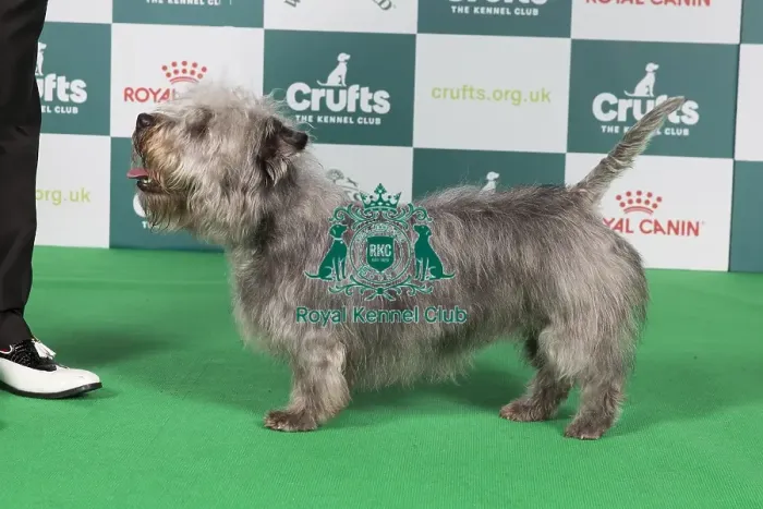 Framed Print : Crufts 2024 Best of Breed Stacked Galore Victory Royale of Abberann Owner: Mrs A White Framed Print : Crufts 2024 Best of Breed Stacked Galore Victory Royale of Abberann Owner: Mrs A White