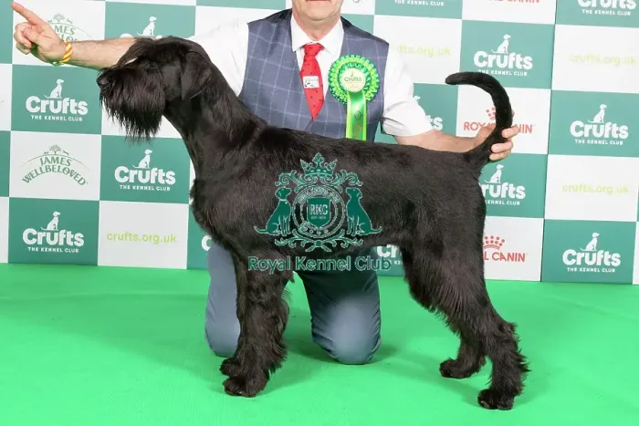 Framed Print : Crufts 2024 Best of Breed Stacked Giant Schnauzer 10292 - Ch Fostergiants Revelation at Draxpark (Mrs L J Parker)