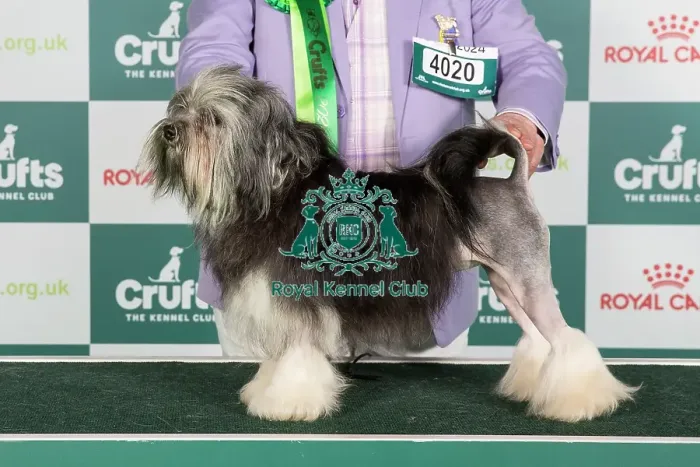 Framed Print : Crufts 2024 Best of Breed stacked Golbourne Izzadorable JW Owners: Messrs K & R J Morgan-Stanley Framed Print : Crufts 2024 Best of Breed stacked Golbourne Izzadorable JW Owners: Messrs K & R J Morgan-Stanley