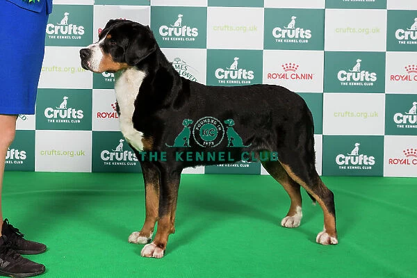 Crufts 2024 Best of Breed Stacked Great Swiss Mountain Dog 10487 - Am Gchg Ch Aegis Confessions of A Dangerous Mind Rn Fdc Act1j Cgca Tki (Mrs A & Mr T & Ms K Allen & Kopfer & Krumpe)