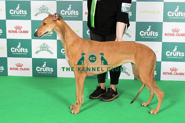Crufts 2024 Best of Breed Stacked Greyhound Ch / it Ch / es Ch Sobers Geraldine Al Jch Owners: Mrs B & Mr P Ahrens & Primavera