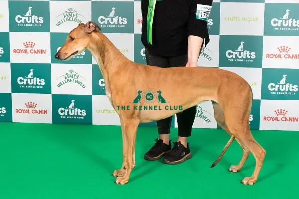 Won Crufts Crufts Italian Greyhound Crufts 2024 Delicate
