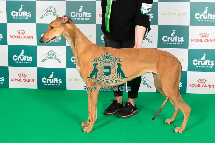 Framed Print : Crufts 2024 Best of Breed Stacked Greyhound Ch / it Ch / es Ch Sobers Geraldine Al Jch Owners: Mrs B & Mr P Ahrens & Primavera