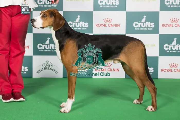 Framed Print : Crufts 2024 Best of Breed Stacked Hamiltonstovare Abon Sfora Nordowskiej Knieji at Rubeusbay (Imp Pol) Owner: Miss Z Adey