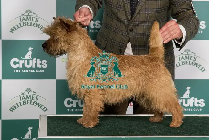 Framed Print : Crufts 2024 Best of Breed Stacked Hjohoo's I'm Perfect for Hjo Owner: Miss Theodorsson Framed Print : Crufts 2024 Best of Breed Stacked Hjohoo's I'm Perfect for Hjo Owner: Miss Theodorsson
