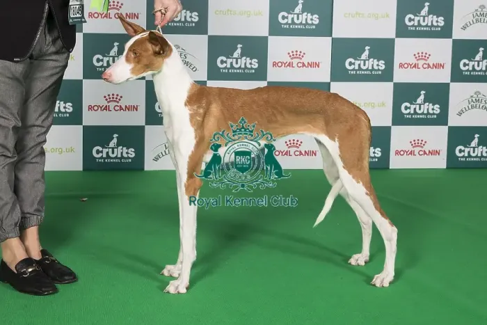 Framed Print : Crufts 2024 Best of Breed Stacked Ibizan Hound Manuka Baltas Vejas Owner: Ms Keserauskiene Framed Print : Crufts 2024 Best of Breed Stacked Ibizan Hound Manuka Baltas Vejas Owner: Ms Keserauskiene