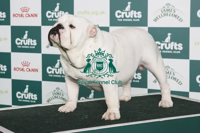 Framed Print : Crufts 2024 - Best of Breed Stacked Ilussion White Bright Diamond Owner: D Sebelova Framed Print : Crufts 2024 - Best of Breed Stacked Ilussion White Bright Diamond Owner: D Sebelova
