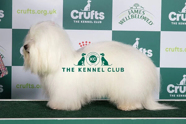 Crufts 2024 Best of Breed stacked Int / bel Ch Cotonkiss Heaven Help Us Nlw'23 Owner: Mrs C Clarke