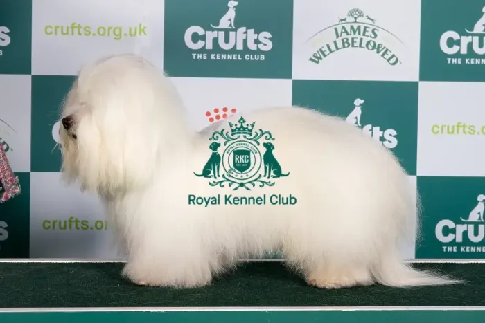 Framed Print : Crufts 2024 Best of Breed stacked Int / bel Ch Cotonkiss Heaven Help Us Nlw'23 Owner: Mrs C Clarke
