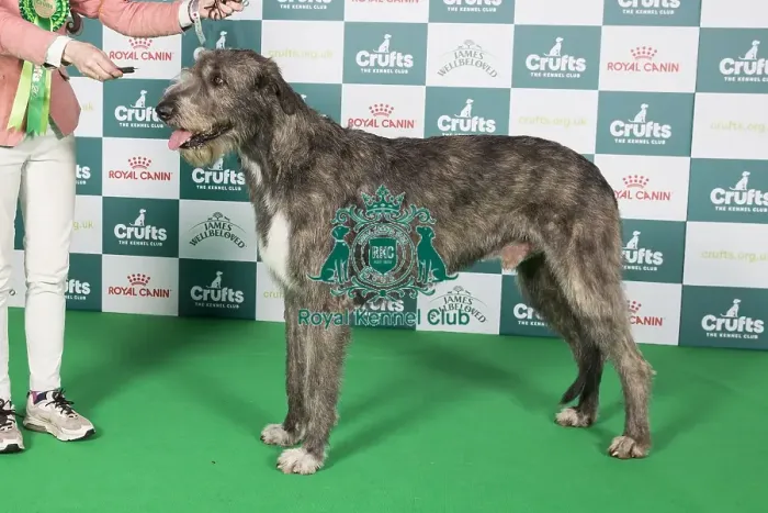 Framed Print : Crufts 2024 Best of Breed Stacked Irish Wolfhound Caredig Messner Pavese Owner: Dr L. Salamon Framed Print : Crufts 2024 Best of Breed Stacked Irish Wolfhound Caredig Messner Pavese Owner: Dr L. Salamon