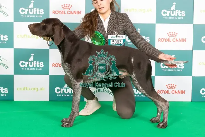 Framed Print : Crufts 2024 Best of Breed Stacked Kavacanne Bolt from The Blue Owners: Miss C & Mr J Wetton & Morris Framed Print : Crufts 2024 Best of Breed Stacked Kavacanne Bolt from The Blue Owners: Miss C & Mr J Wetton & Morris